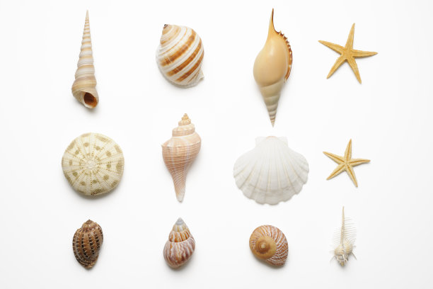 shells