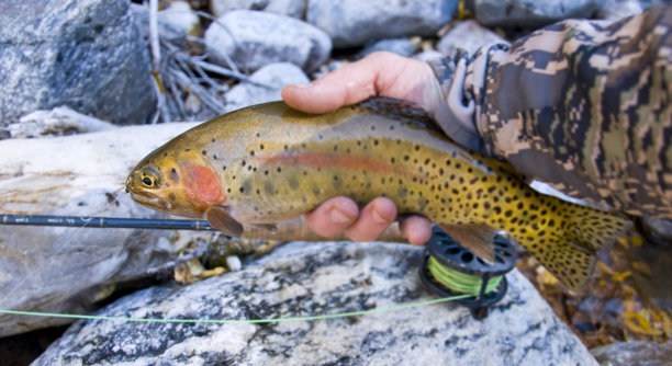 salmo