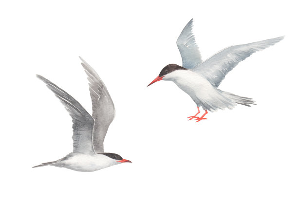 小tern