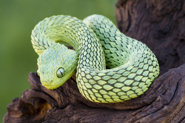 snake