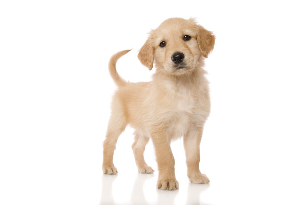 puppy