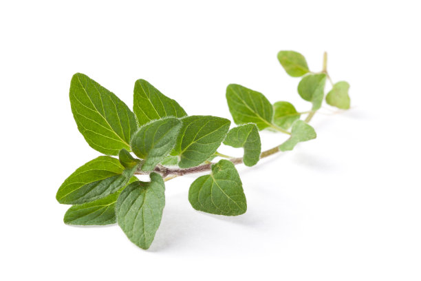 oregano