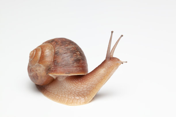 snail