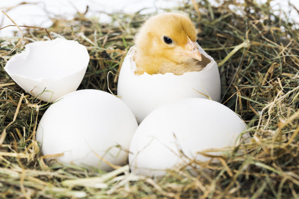 chick