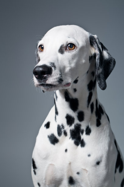 dalmatian