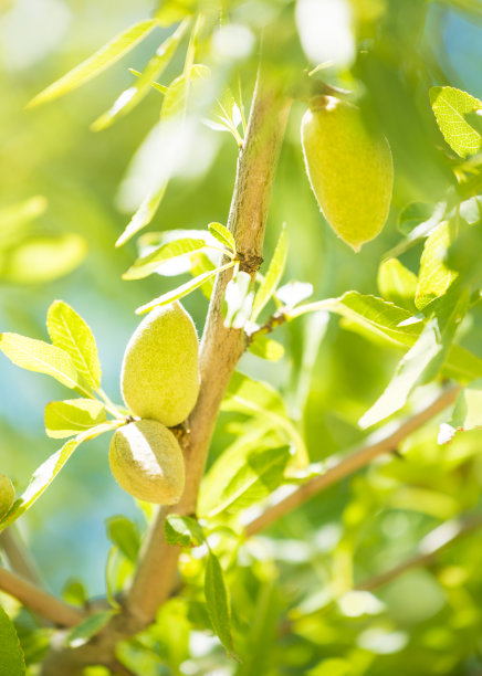 almonds