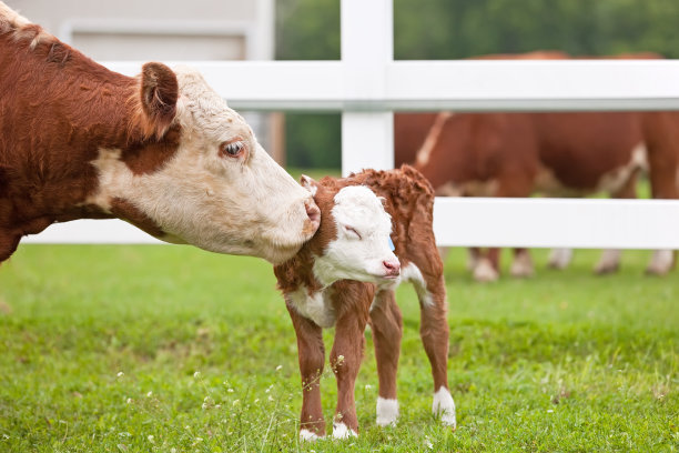 cow