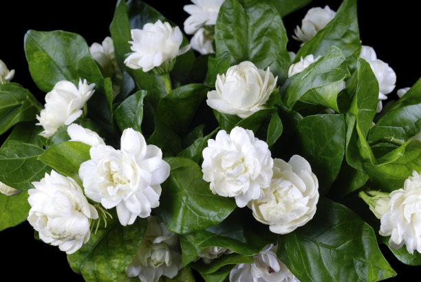 jasmine