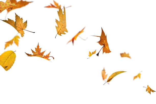 fall
