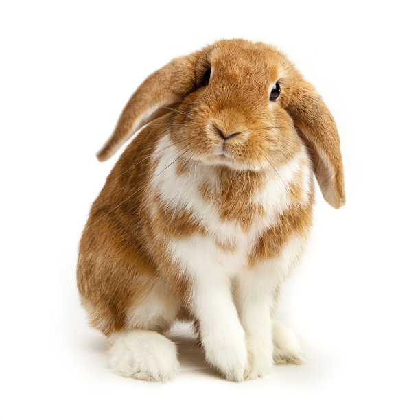 bunny