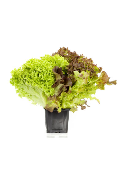 lactuca