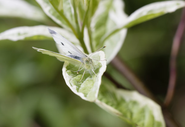 pieris