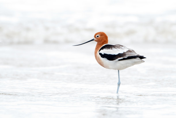 avocet