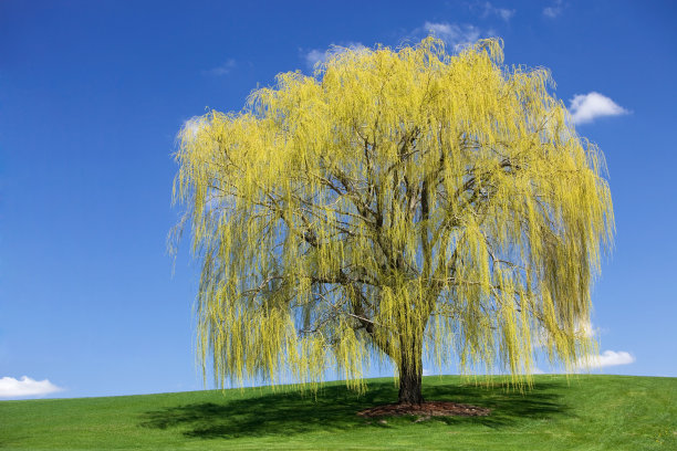 willow