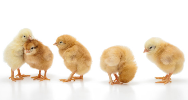 chick