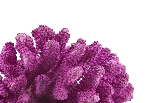 corals
