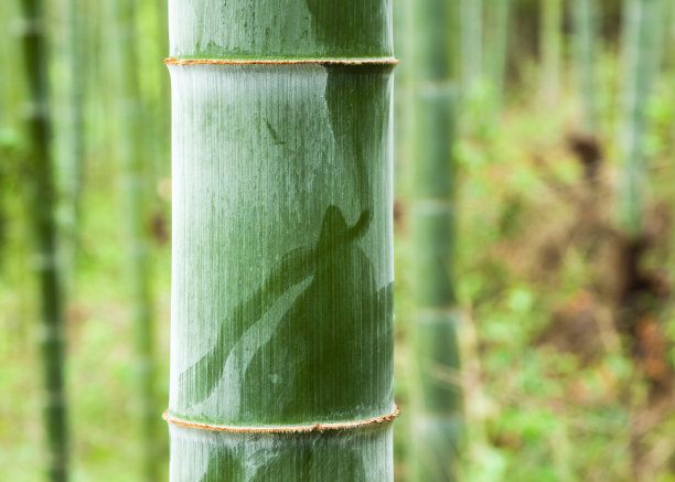 新发芽的竹