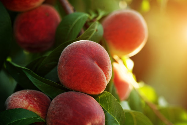 peach