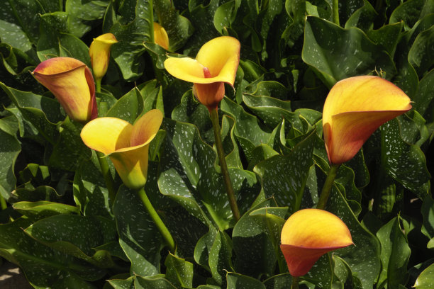 zantedeschia