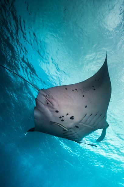 stingray