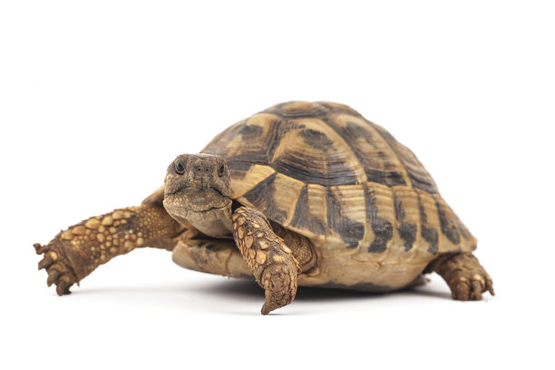 reptilia