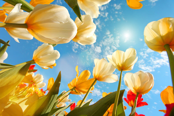 flowers