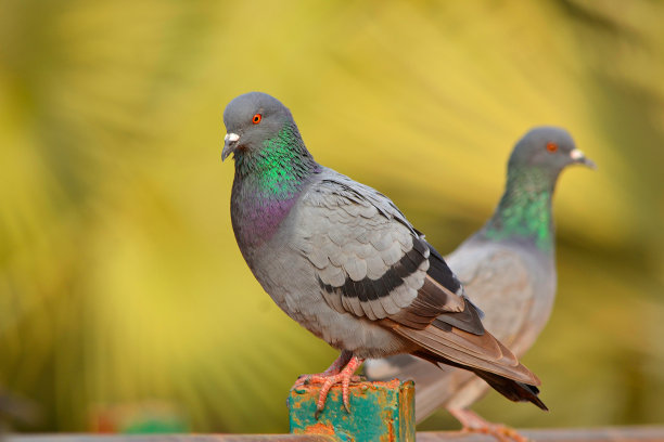 pigeon