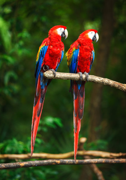 macaws