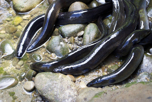 eel