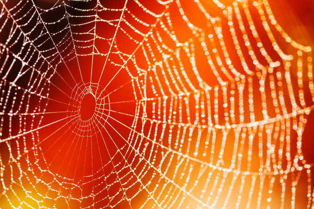 红web