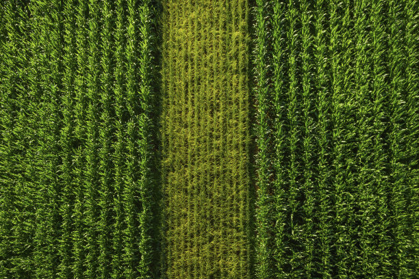 cob