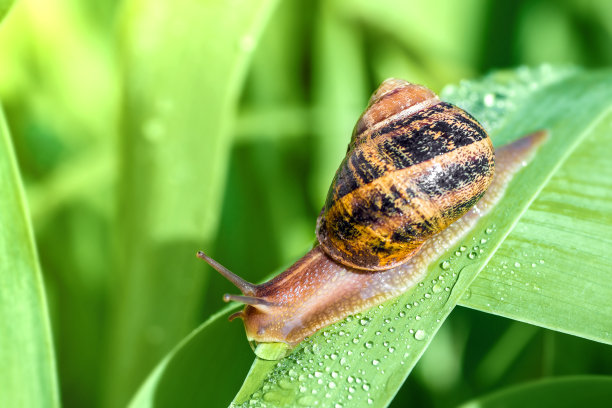 snail
