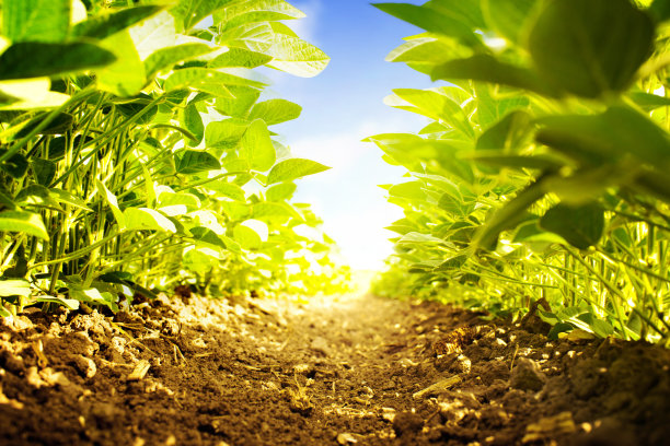 agricultural