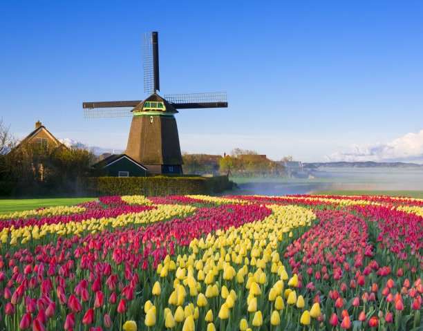 荷兰郁金香 风车