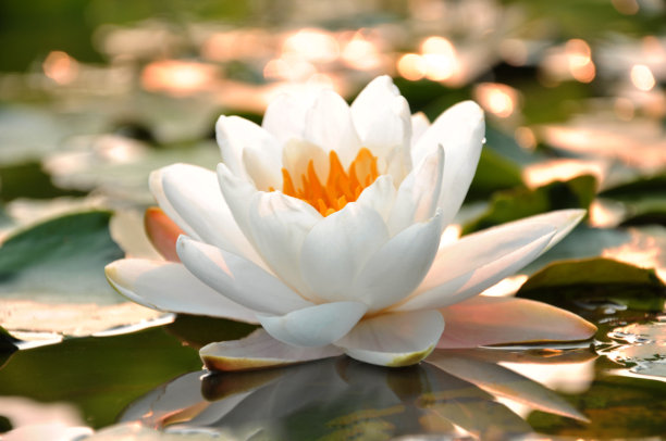 lotus
