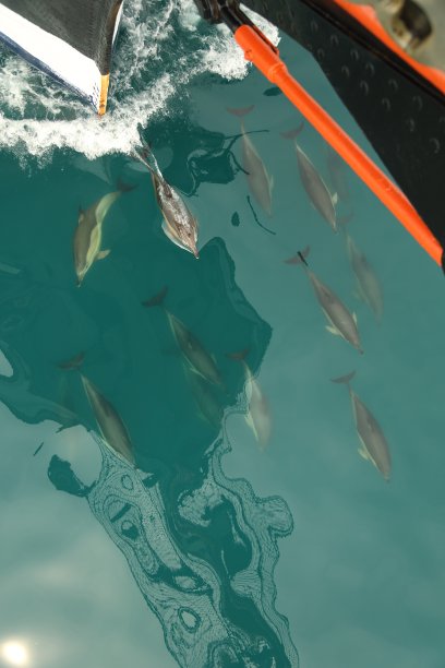 大海冲浪海豚跳跃