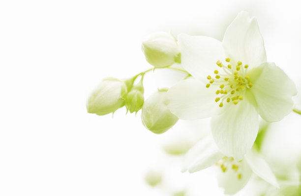 jasmine
