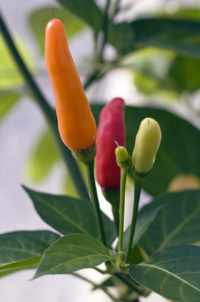 tabasco