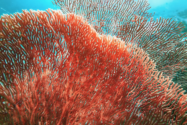 corals