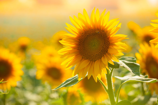 helianthus