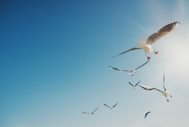 seagull