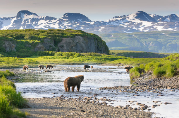 wildlife
