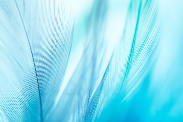 feathers