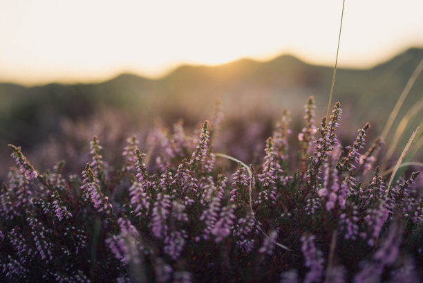 calluna