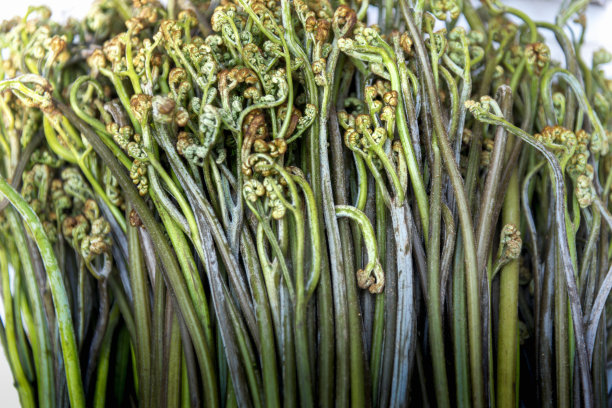 fiddlehead