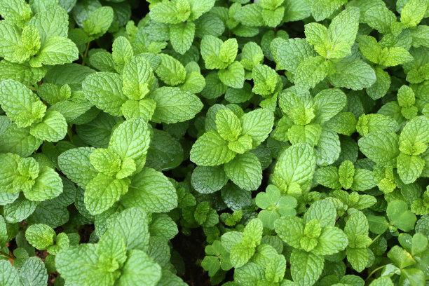 spearmint