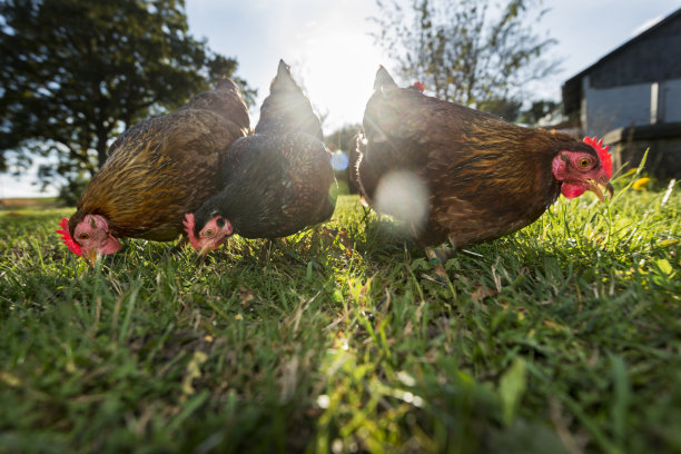 hen