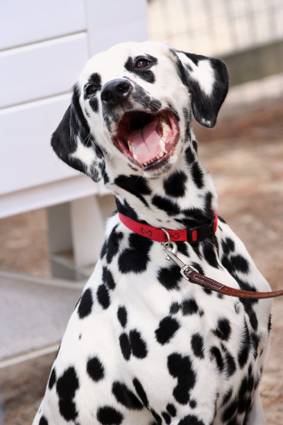 dalmatian