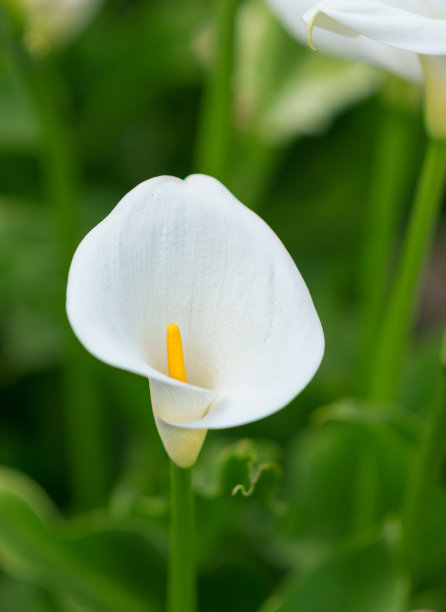 zantedeschia