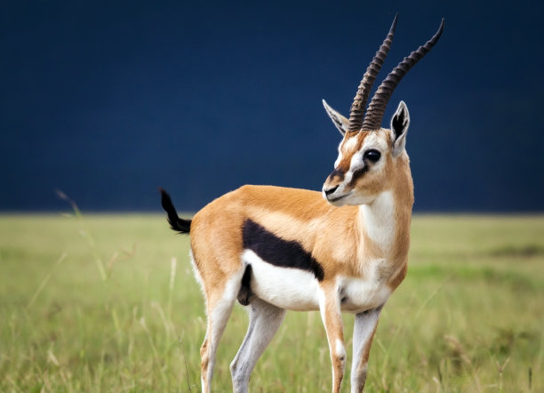 antelope